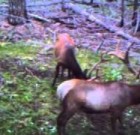 DLC Covert Trail Camera Video Samples 2010 – Elk