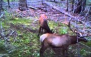 DLC Covert Trail Camera Video Samples 2010 – Elk