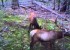 DLC Covert Trail Camera Video Samples 2010 – Elk