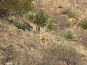 coues deer