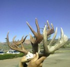 Harold Declay Giant Coues Shed??