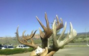 Harold Declay Giant Coues Shed??