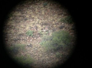 coues deer