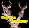 Mogollon Taxidermy