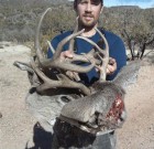 Locked Set of Coues Bucks