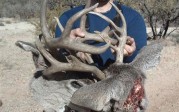 Locked Set of Coues Bucks