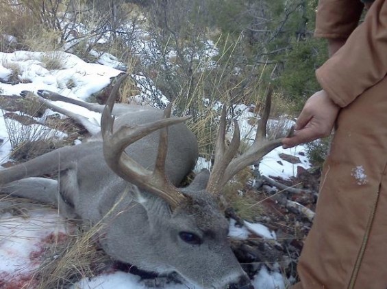 big coues buck