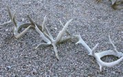 Reynolds Coues Antler Shed Series 1