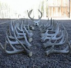 Reynolds Coues Shed Antler Series 1
