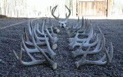 Reynolds Coues Shed Antler Series 1