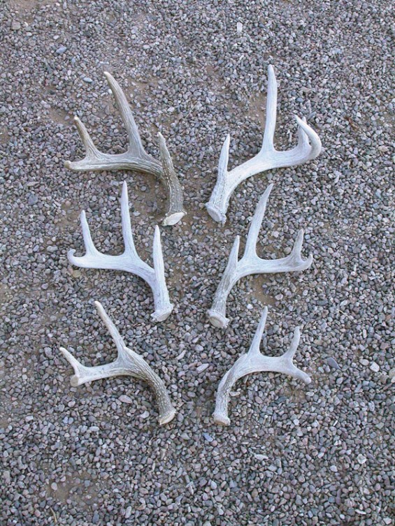 coues deer shed antlers