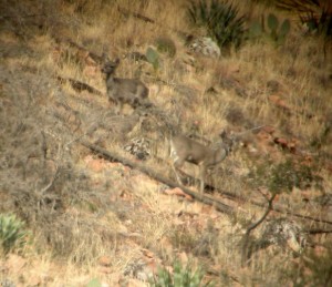 coues deer