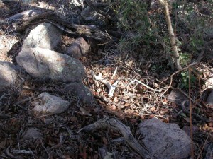 coues shed