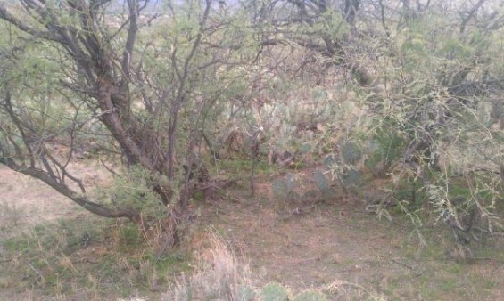 coues shed