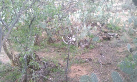 coues deer shed