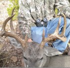 Sterling Donaldson 114 inch buck