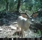 Trail Camera Contest Video 2011