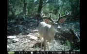 Trail Camera Contest Video 2011