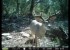 Trail Camera Contest Video 2011