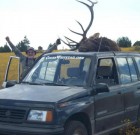 Steven Ward’s Suzuki with elk