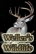 Wellers Wildlife Studios