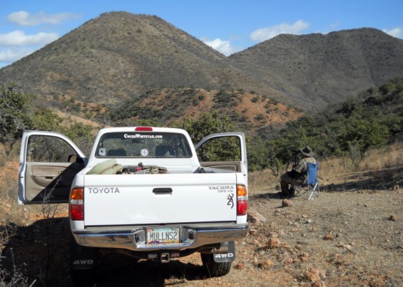 Mexico coues