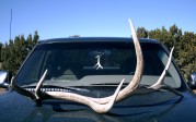 azantlerhead elk antler