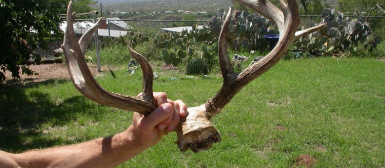 Nice pick-up from SE AZ