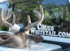 Buckhunter’s coues buck and sticker
