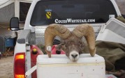 Cliff Sorrel’s Ram