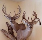 Pair of Monster Coues bucks!