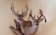 Pair of Monster Coues bucks!