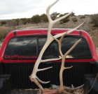 Ty Hart sticker and elk antlers