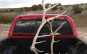 Ty Hart sticker and elk antlers