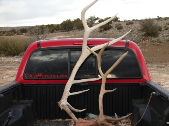 elk antlers arizona, elk sheds