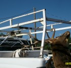 White dodge at Wild Heritage Taxidermy