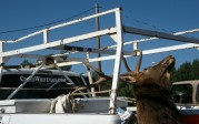 White dodge at Wild Heritage Taxidermy