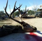 wild heritage buck with sticker in background