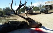 wild heritage buck with sticker in background