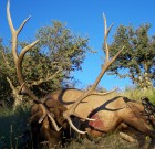 New Mexico Elk