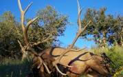 New Mexico Elk
