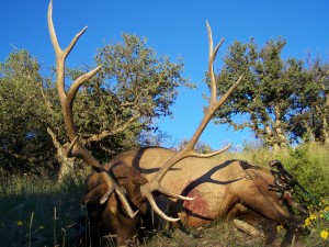 New Mexico Bull