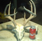 Nice Coues Buck