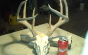 Nice Coues Buck