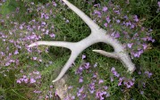 Shed in Flowers – Sept 2012