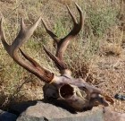 Derek Case Archery Coues Dec 2011