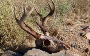 Derek Case Archery Coues Dec 2011