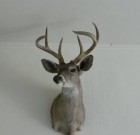New Mexico unit 19A buck – big 2 point!