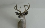 New Mexico unit 19A buck – big 2 point!