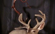 114 Velvet Coues taxidermy